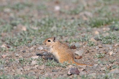 Mongolian gerbil Meriones unguiculatus mongolska puščavska podgana_MG_2911-111.jpg