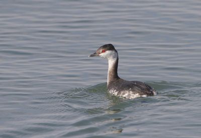 Horned  grebe Podiceps auritus zlatouhi ponirek-111.jpg
