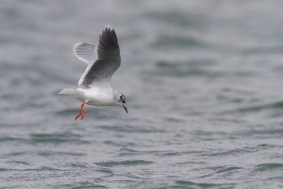 gulls_and_terns