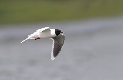 gulls_and_terns