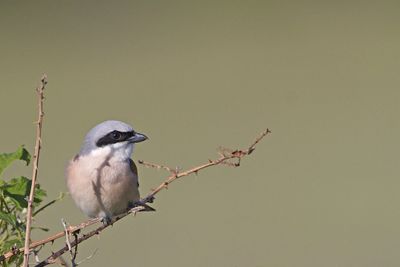 shrikes_lanius_srakoperji