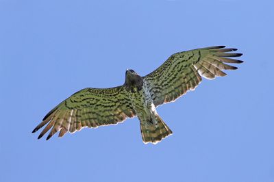 birds_of_prey_raptors_owls