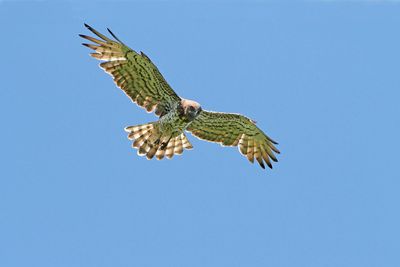birds_of_prey_raptors_owls
