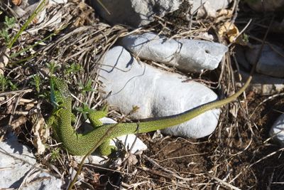 green_lizard_zelenec
