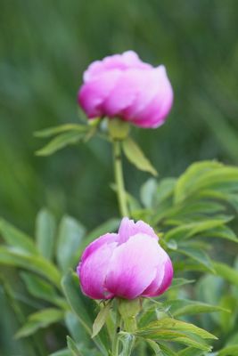 wild_flowers