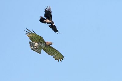 birds_of_prey_raptors_owls