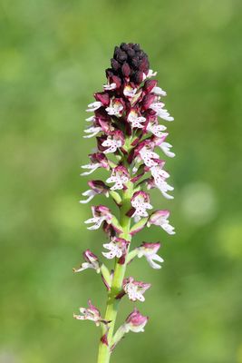 orchids_orchidaceae
