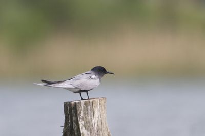 gulls_and_terns