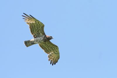 birds_of_prey_raptors_owls