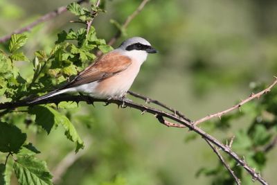 shrikes_lanius_srakoperji