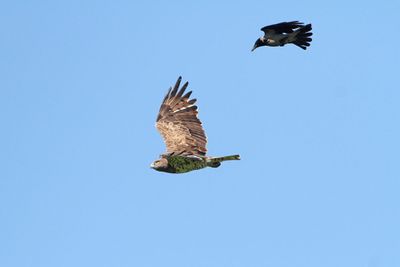 birds_of_prey_raptors_owls
