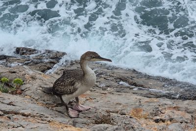 shag_phalacrocorax_aristotelis
