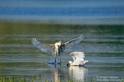 Eurasien Spoonbill
