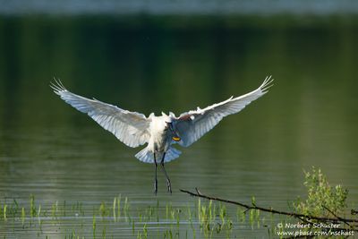 Eurasien Spoonbill
