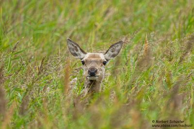 Wildlife in Germany