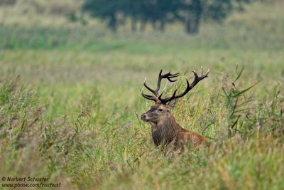 Wildlife in Germany