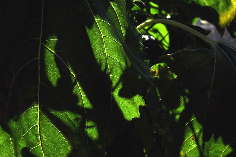 sunflower jungle