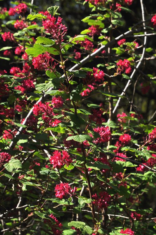 native bloomer