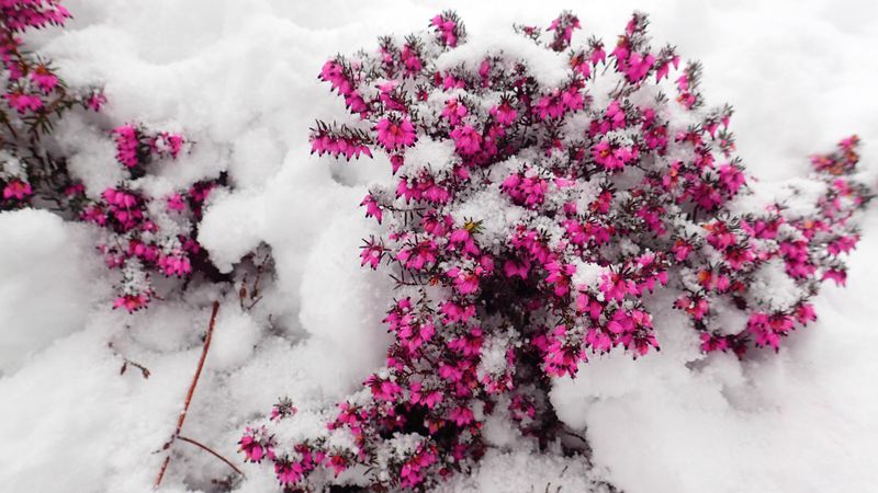 winter heath