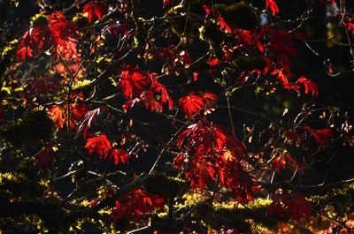 g13/37/770137/3/173173420.ae586f37.JPEG