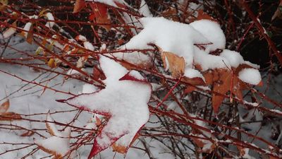 snow