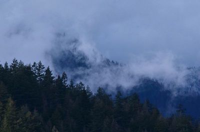 melody in the mist