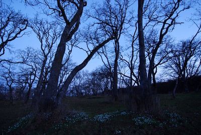 oak forests