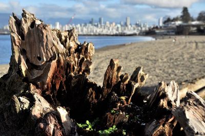 driftwood mountains