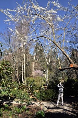 blossom trail