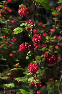 red currant