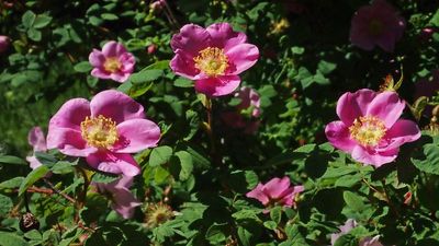 nootka rose