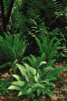 understory