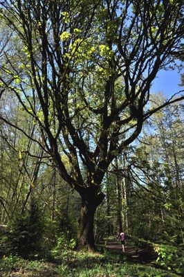 trees