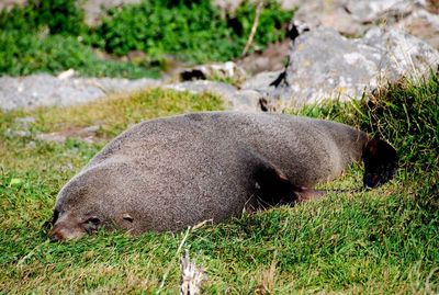 lethargy