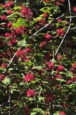 native bloomer