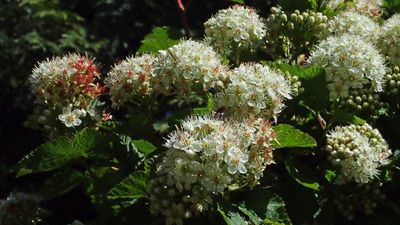 ninebark