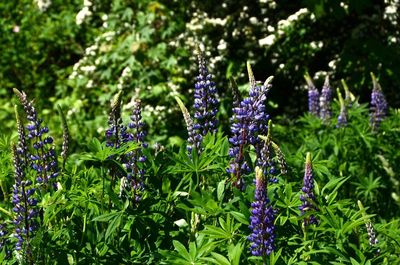 lupines
