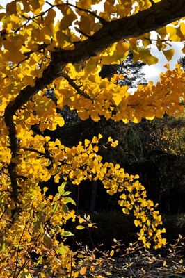 autumn gold