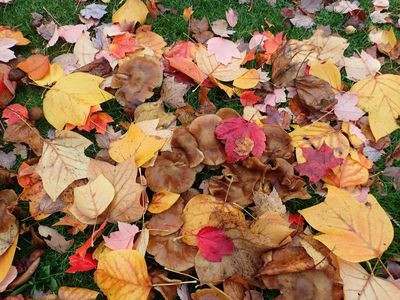 autumn chaos