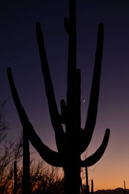 saguaro sunset