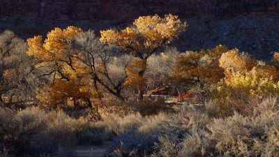 cottonwoods
