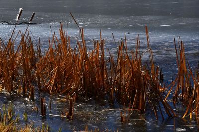 ice
