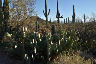prickly