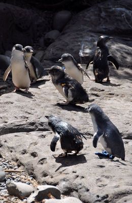 squabble