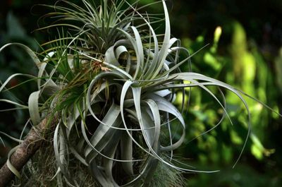 tangle
