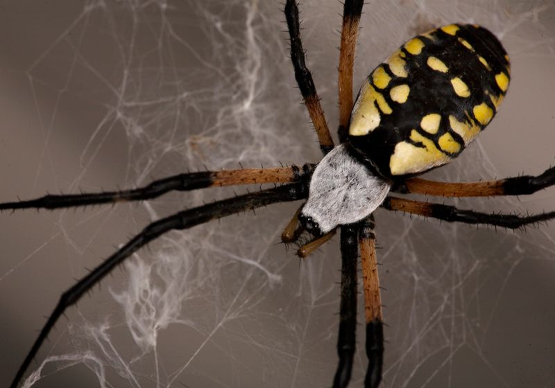  Yellow Garden Orb Weaver