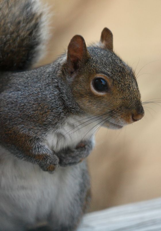 Grey Squirrel