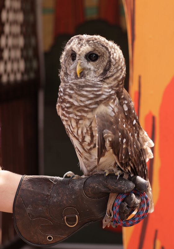 Little Owl
