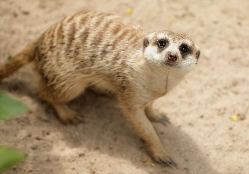 Meerkat