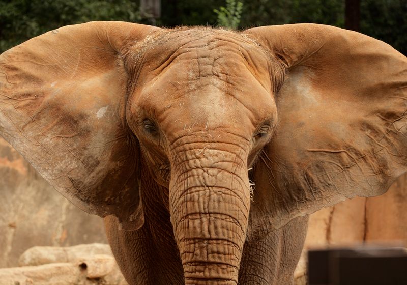 African Savannah Elephant